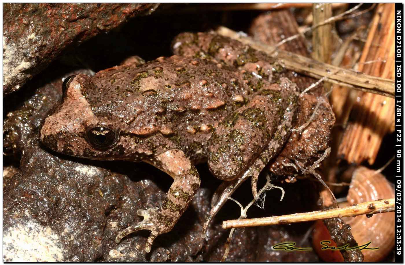 Discoglossus sardus